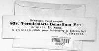 Colletotrichum dematium image